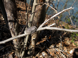 TREE FROG A tiny, camouflaged frog resting on a tree branch.