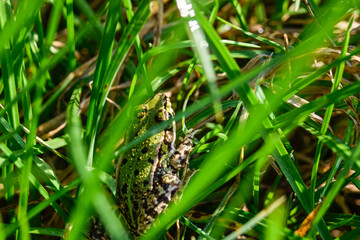 frog on the grass