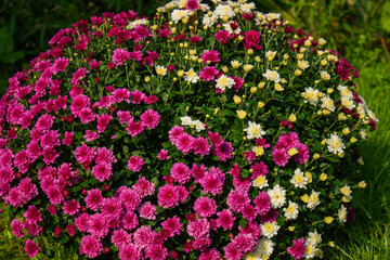 Fototapeta premium Dianthus pink flowers in summer garden closeup. Beautiful flower of Sweet William or Sweetwilliam