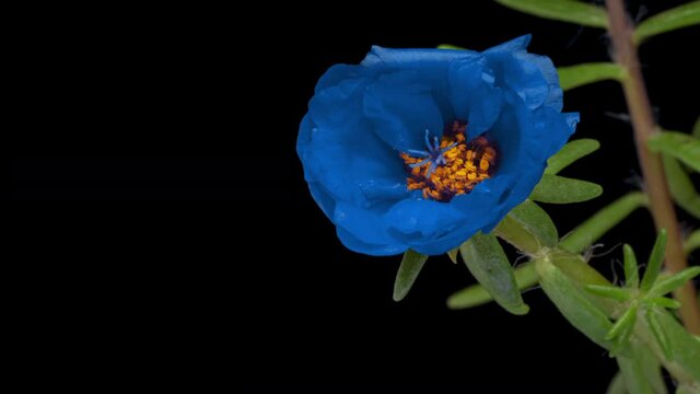 Beautiful blue purslane flower opening on black background close-up