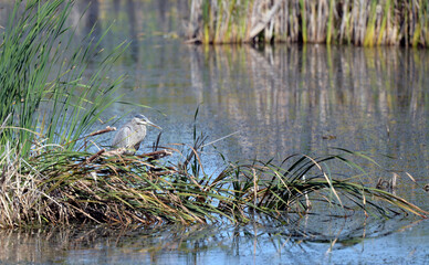 Great Blue Heron hiding among the grass