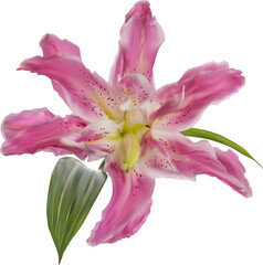 fine pink lily bloom on white illustration