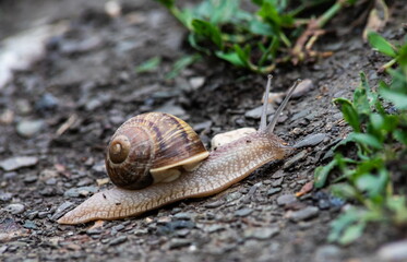 a snail crawls on the ground rainy weatherrainy weather