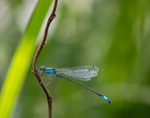 dragonfly on a plant close up sits on a green