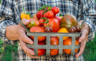 Farmer holding metal basket with different kind of tomato. Man’s hands holding colorfull fresh tomatoes outdoors.