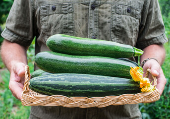 Farmer hands holding basket with fresh green zucchini outdoors.