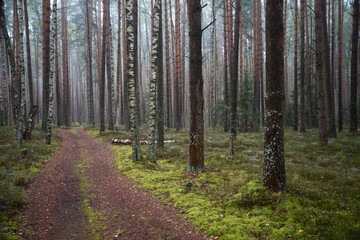 The road in the forest