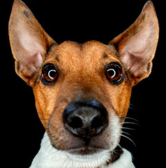 Cute Jack Russell dog posing at camera staring hypnotized