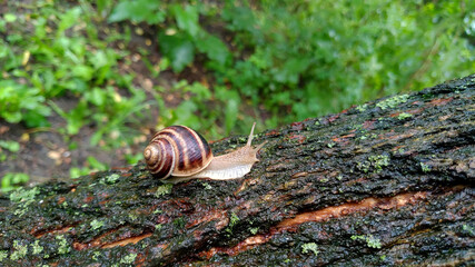 snail on a tree