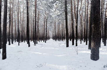 Snow and ice covered trees in the winter forest landscape, winter season or christmas concept