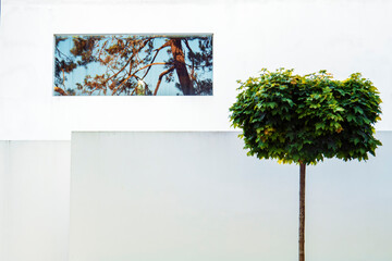 Pequeño arbol delante de una ventana con ramas reflejadas