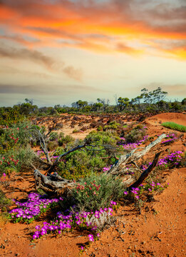 Wildflowers growing in the outback, Goldfields, Western Australia, Australia