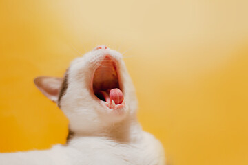 white cat opening its mouth, dental problems in pets