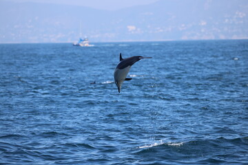 Fototapeta na wymiar dolphin jumping in the sea