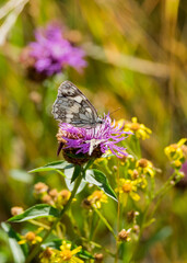 Motyl