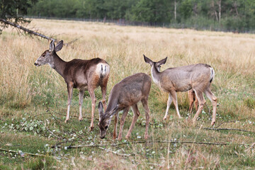 Three mule deer standing in a grassy meadow