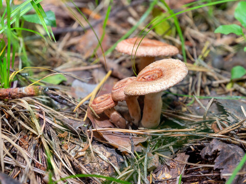Woolly milkcap or the bearded milkcap mushrooms on autumn forest among dry needles. Lactarius torminosus is edible.