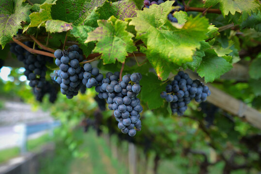 Ripe dark grapes for wine on a vine with green foliage in an Italian vineyard garden in an autumn sunny day. Harvest of juicy grapes, close-up, copy space and soft focus background