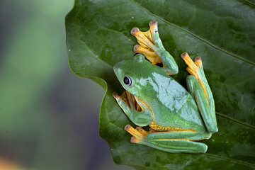 Naklejka premium Black-webbed tree frog ( Rhacophorus reinwardtii ) hanging on a leaf
