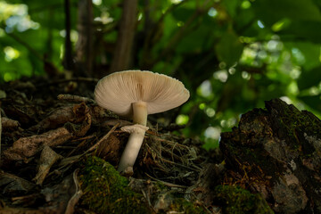 View from below of a light brown wild mushroom with a brown leaves in the foreground and a green background with bright highlights.
