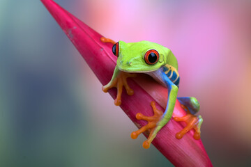 Red-eyed tree frog sitting on a flower - obrazy, fototapety, plakaty