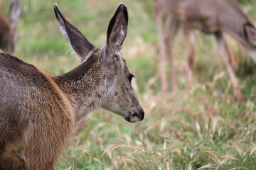 A female mule deer with a herd in the background