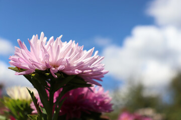 Pink aster flower against blue sky with clouds. Autumn flowers growing in the garden