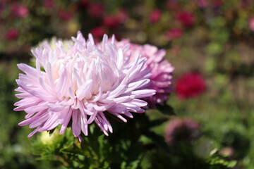 Obraz premium Close-up of purple aster flower growing in the summer or autumn garden