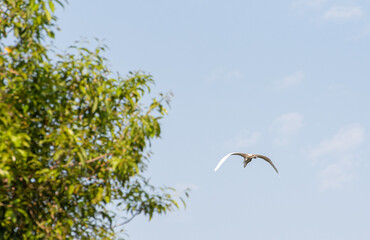 Egret, Graceful flight of a beautiful heron in Brazil. Selective focus.