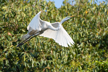 Egret, Graceful flight of a beautiful heron in Brazil. Selective focus.