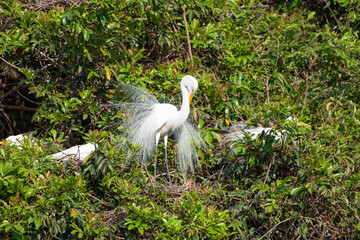 Egret, beautiful and huge nest of herons in Brazil. Selective focus.