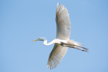 Egret, Graceful flight of a beautiful heron in Brazil. Selective focus.