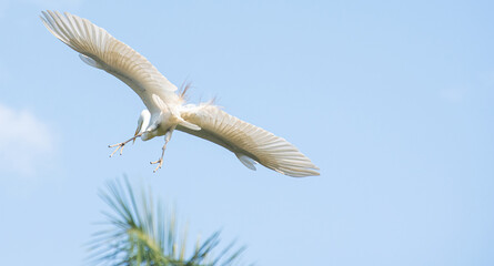 Egret, Graceful flight of a beautiful heron in Brazil. Selective focus.
