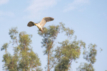 Savacu, beautiful flight of an aquatic bird called savacu in Brazil. Selective focus.