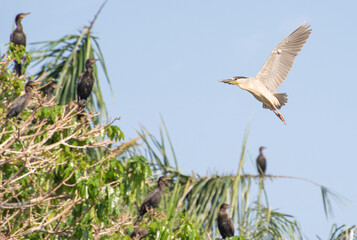 Savacu, beautiful flight of an aquatic bird called savacu in Brazil. Selective focus.