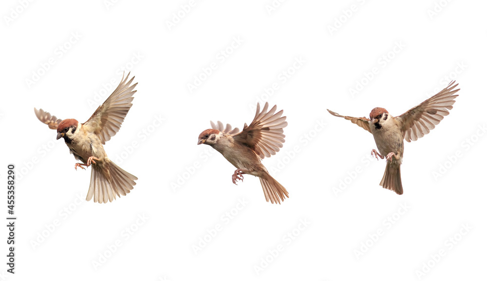 Wall mural set of a group of birds sparrows spreading their wings and feathers flying on a white isolated background