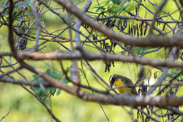 Bem-te-vi, a beautiful bird called bem-te-ve in Brazil among the branches of a tree. Selective focus.