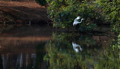 Egret, Graceful flight of a beautiful heron in Brazil. Selective focus.