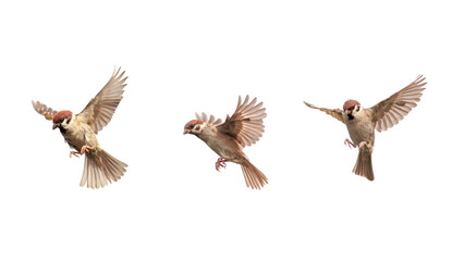 Fototapeta set of a group of birds sparrows spreading their wings and feathers flying on a white isolated background obraz