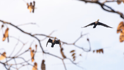 Brazilian water birds flying and being observed among tree branches. Selective focus.