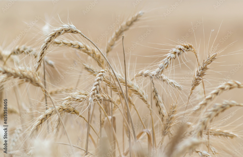 Wall mural ear of wheat close up, grain harvest