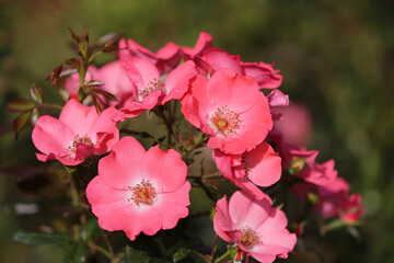 Obraz premium Pink roses in the garden, blurred background