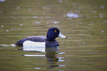 Tufted Duck close-up ( Aythya fuligula )	