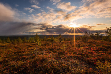 Autumn in Lapland with beautiful plants and sun