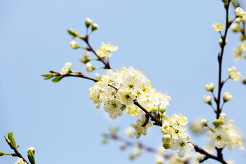 Defocused floral background with cherry blossoms against blue sky