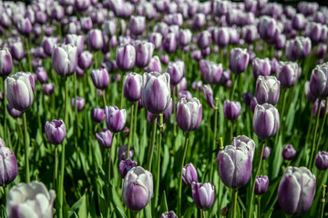 Obraz premium Tulip Festival