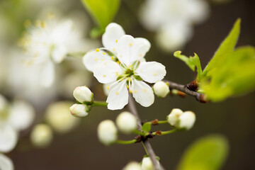 Defocused floral background with cherry blossoms on green leaves