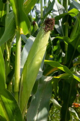 Fototapeta premium Corn on the stalk in the field
