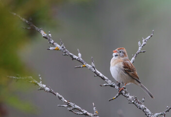 A Field Sparrow (Spizella pusilla) perched a branch in early spring.  Shot in Waterloo, Ontario, Canada.