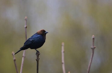 A male Brown-headed Cowbird (Molothrus ater) perched on a sumac tree, shot in Waterloo, Ontario.